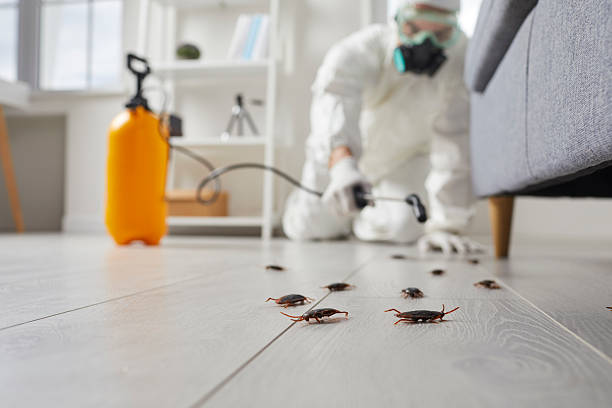 Trusted Cockroach Control service in Leon Valley, TX - Nex Pest Control